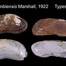 Imagem de <i>Anodontites colombiensis</i> W. B. Marshall 1922
