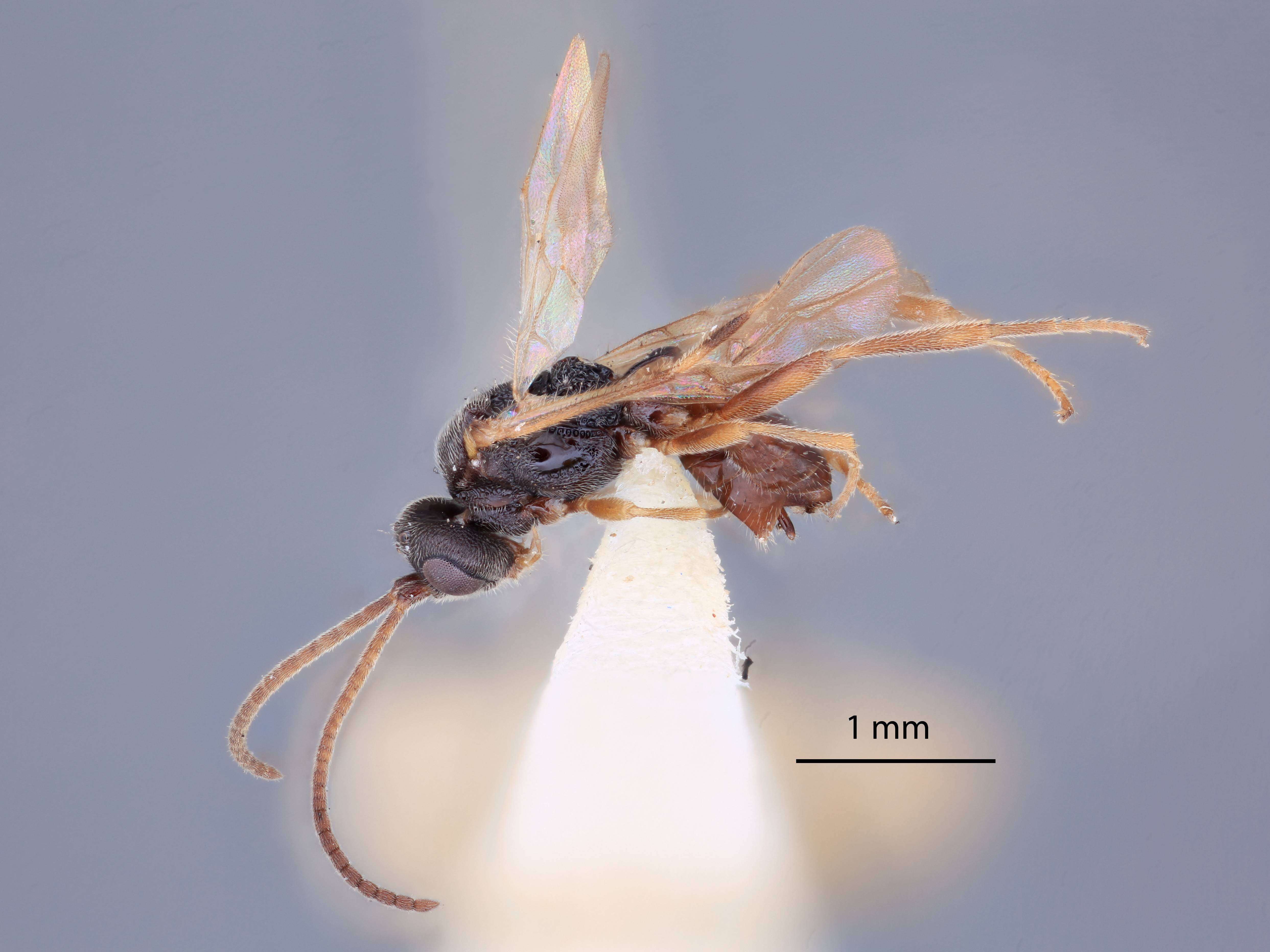 Image of Microplitis kewleyi Muesebeck 1922