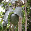 Coccoloba sintenisii Urb. resmi