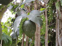 Coccoloba sintenisii Urb. resmi