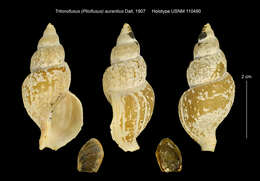 Sivun Plicifusus rhyssus (Dall 1907) kuva