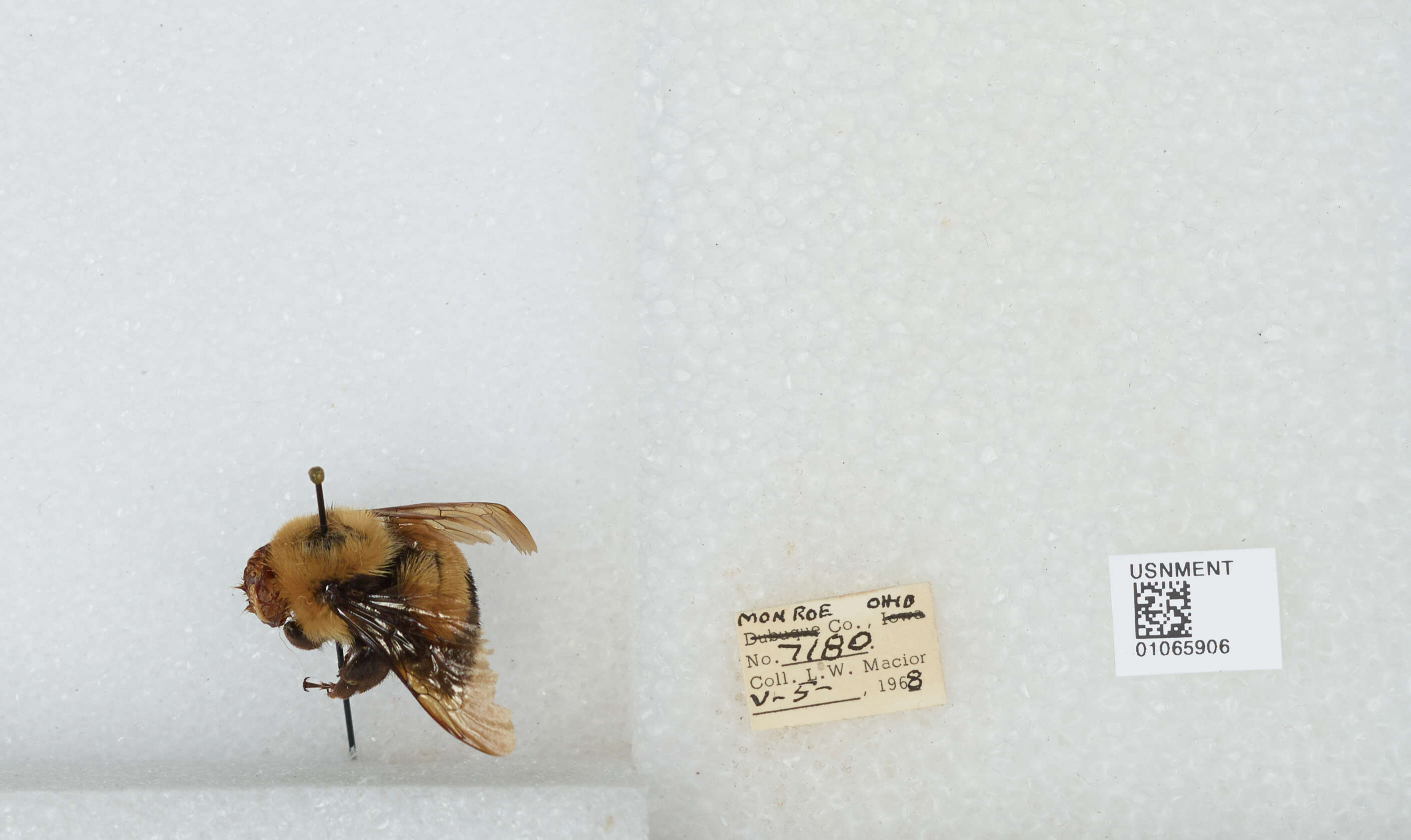 Слика од Bombus affinis Cresson 1864