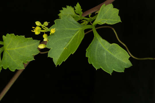 Image de Cissus trifoliata (L.) L.