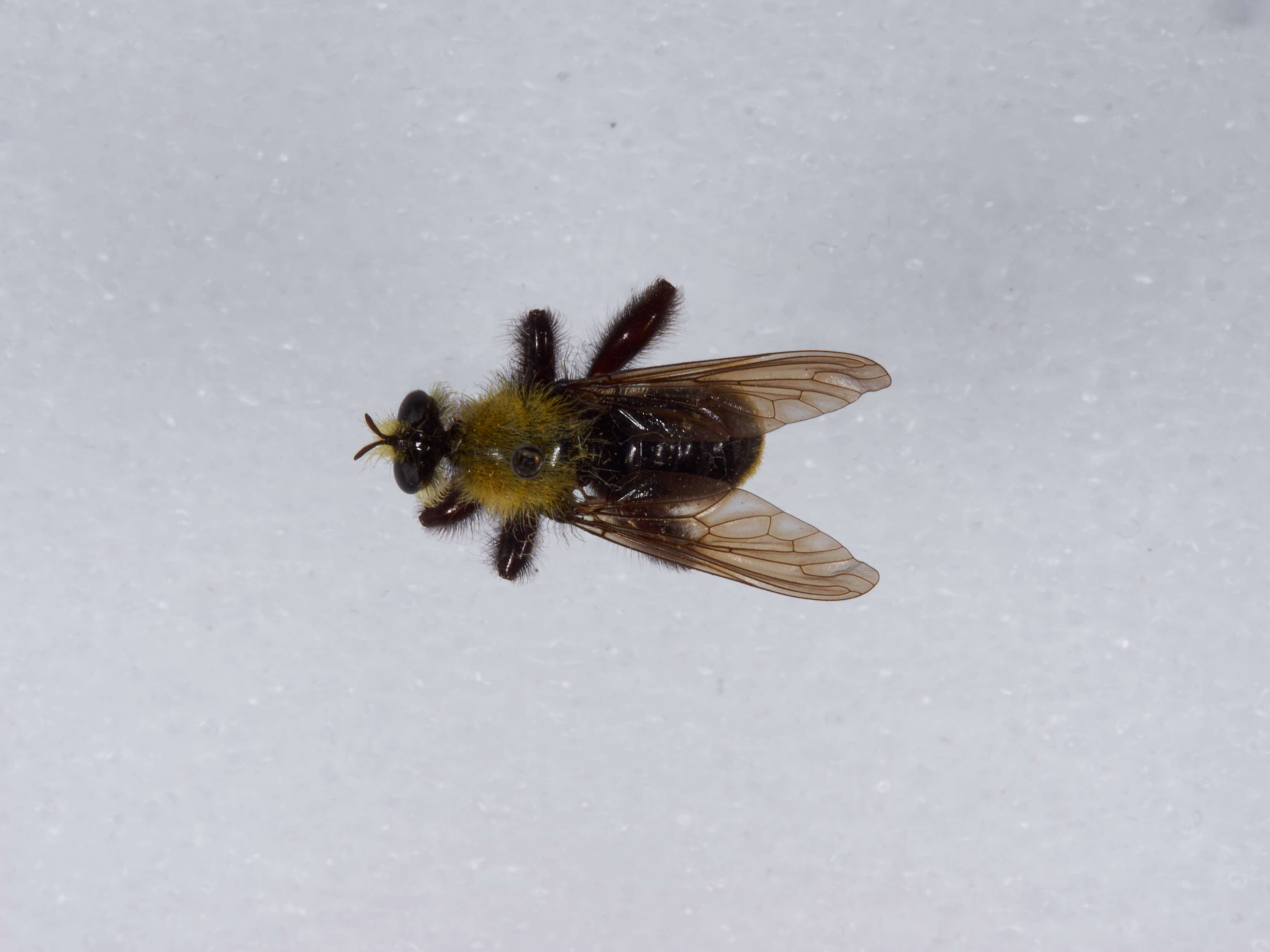 Image of Laphria sackeni (Banks 1917)