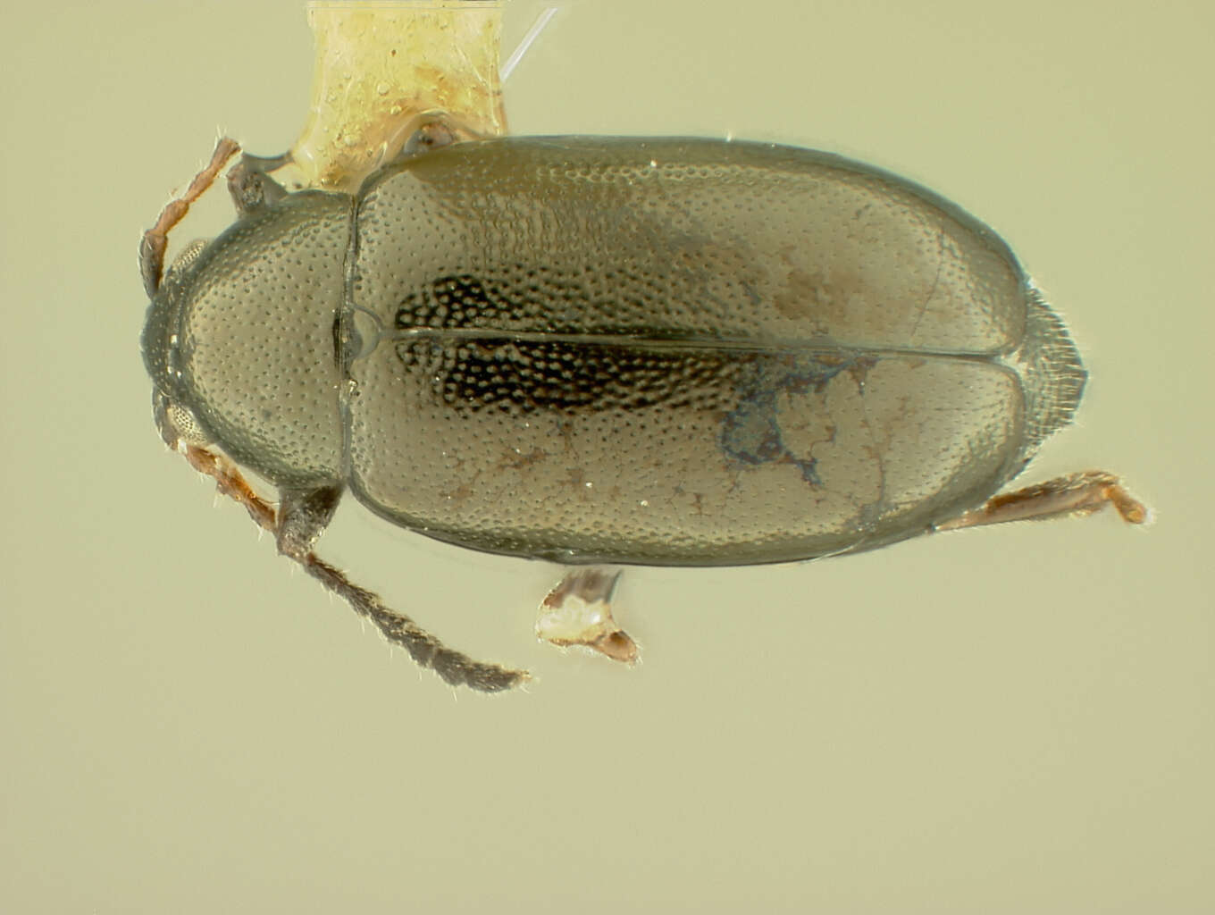 Image of Phyllotreta laticornis Chittenden 1927