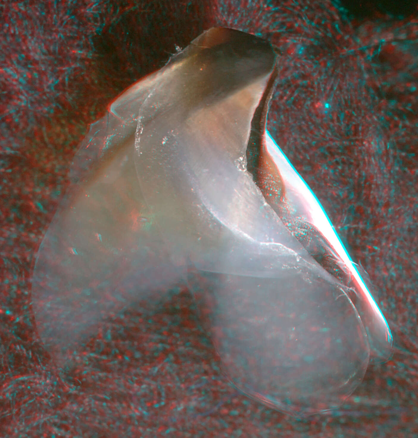 Image of pink scaled squid