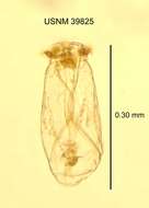 Image of Asplanchna priodonta Gosse 1850