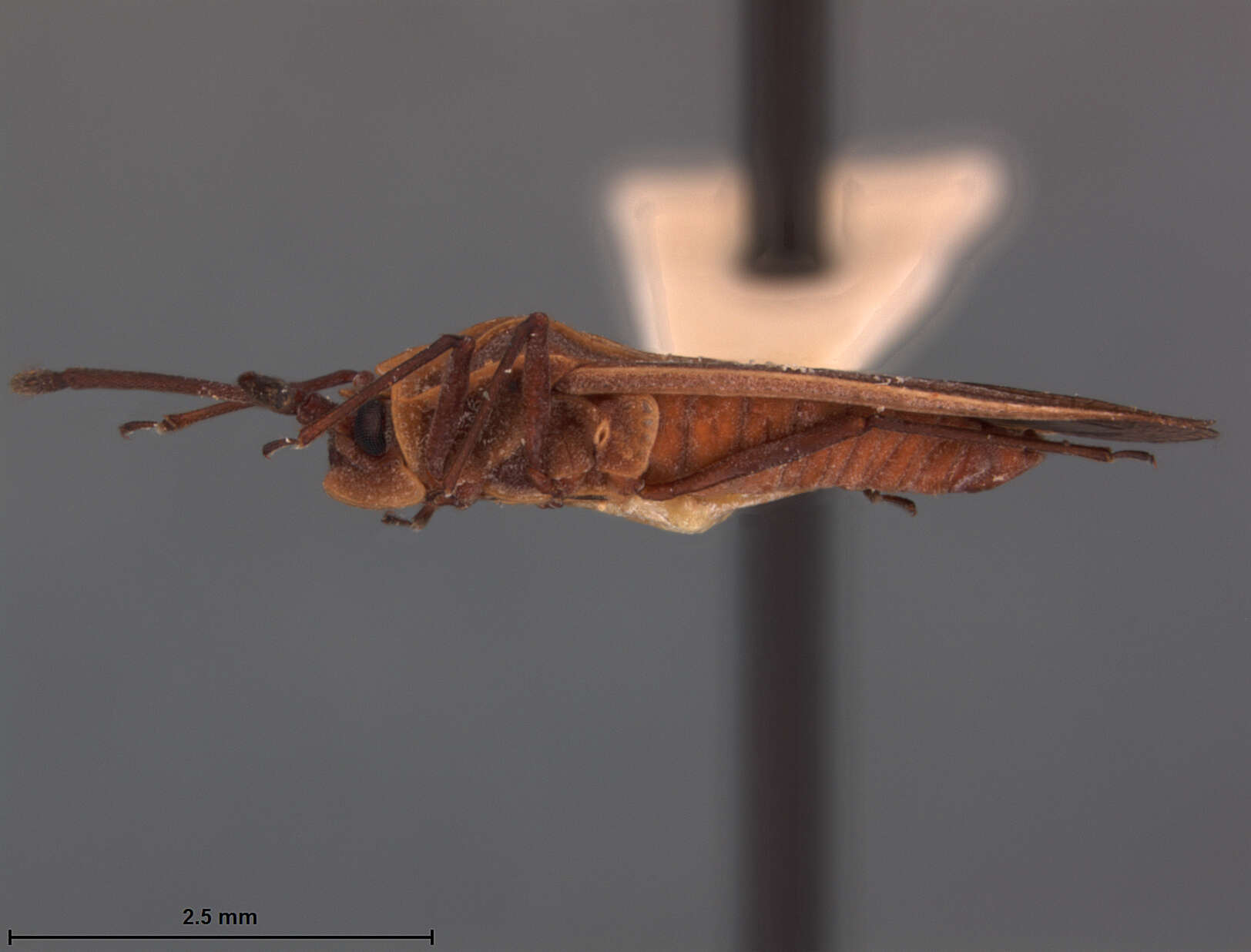Image of Teleonemia molinae Drake 1940