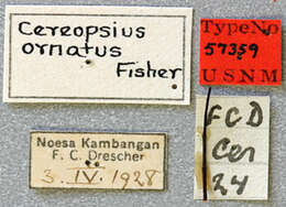 Image of Cereopsius javanicus Breuning 1936