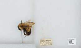 Слика од Bombus perplexus Cresson 1864