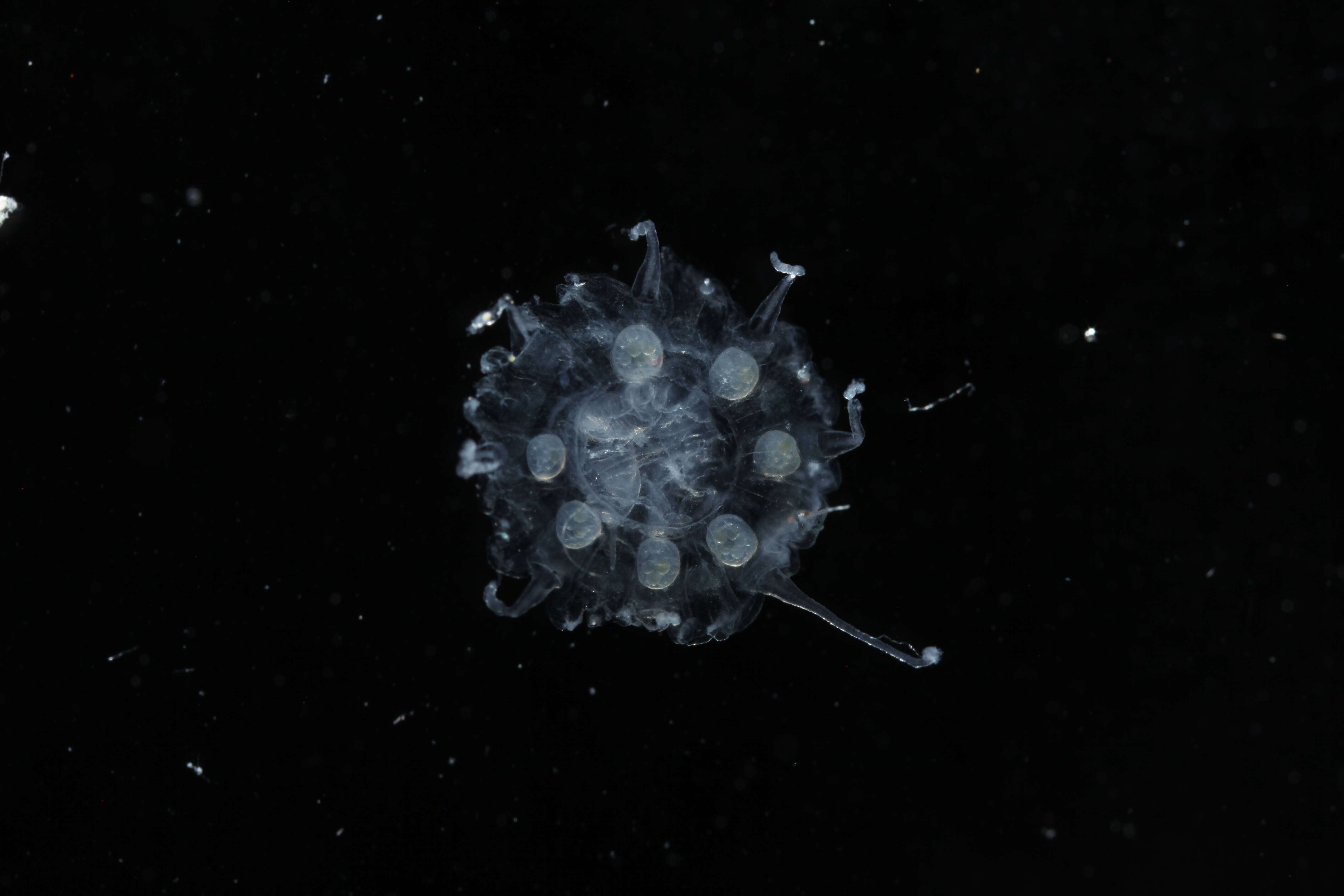 Image of crown jellyfish