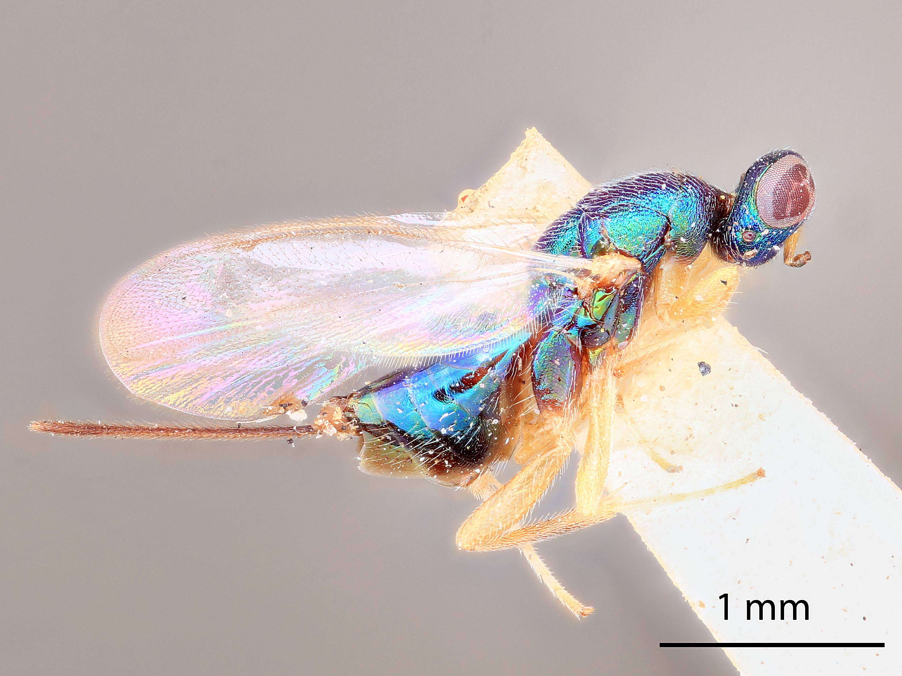 صورة Torymus missouriensis (Huber 1927)