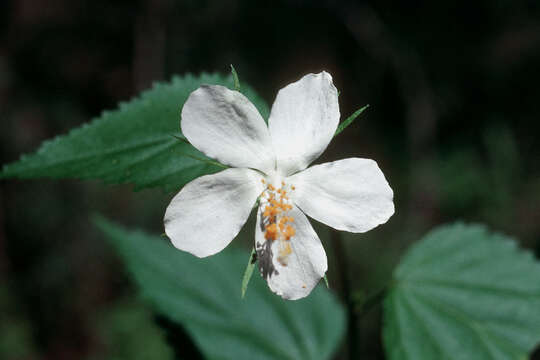 Image of gingerbush