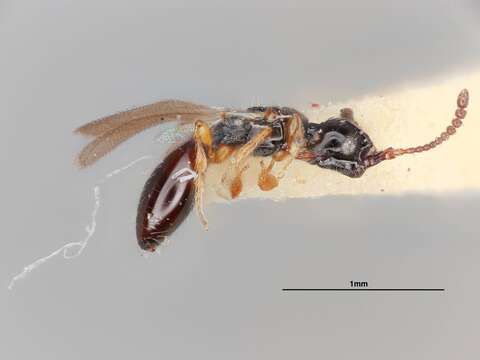 Image of Coptera Say 1836