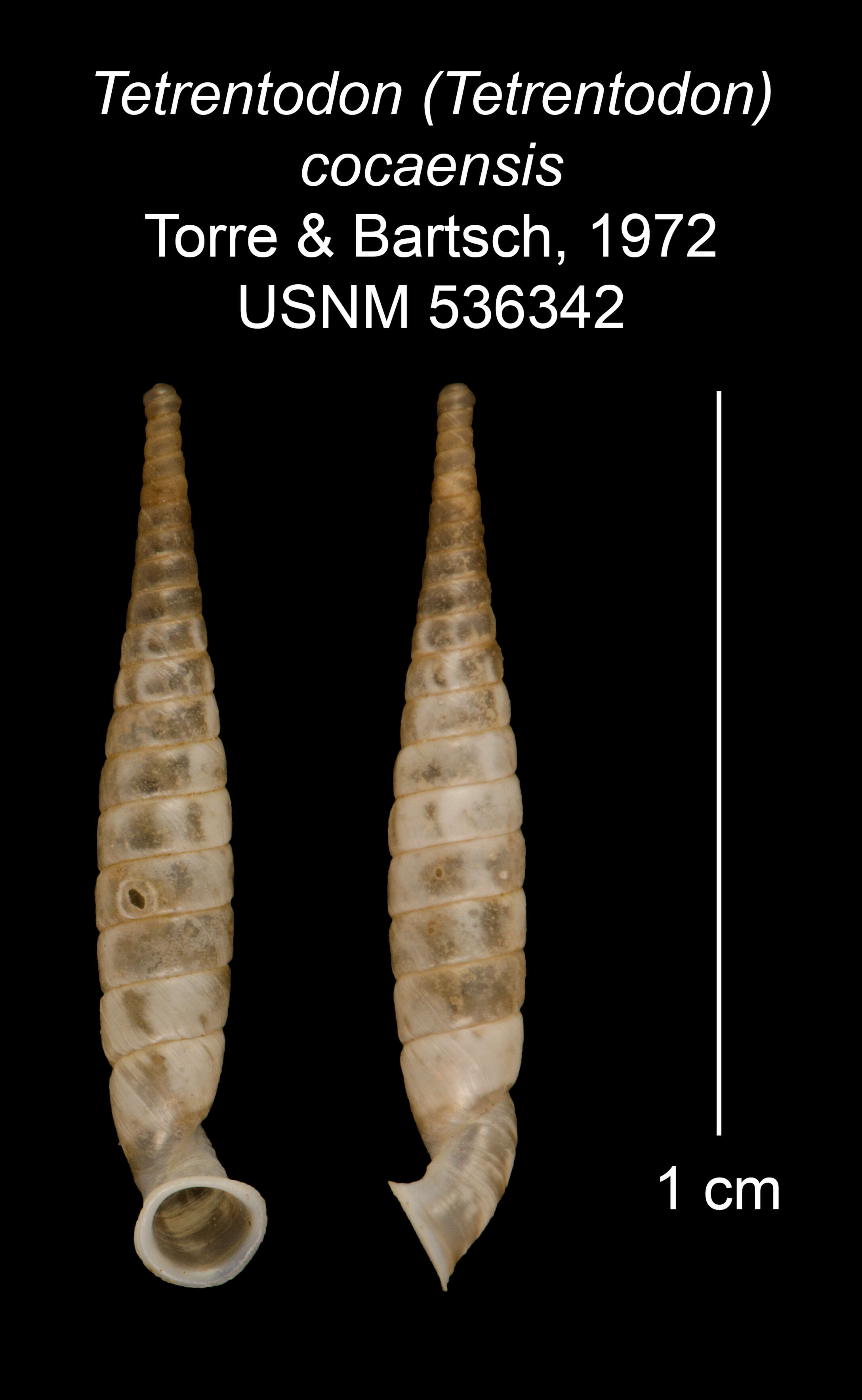 Image of Tetrentodon cocaensis C. de la Torre & Bartsch 1972