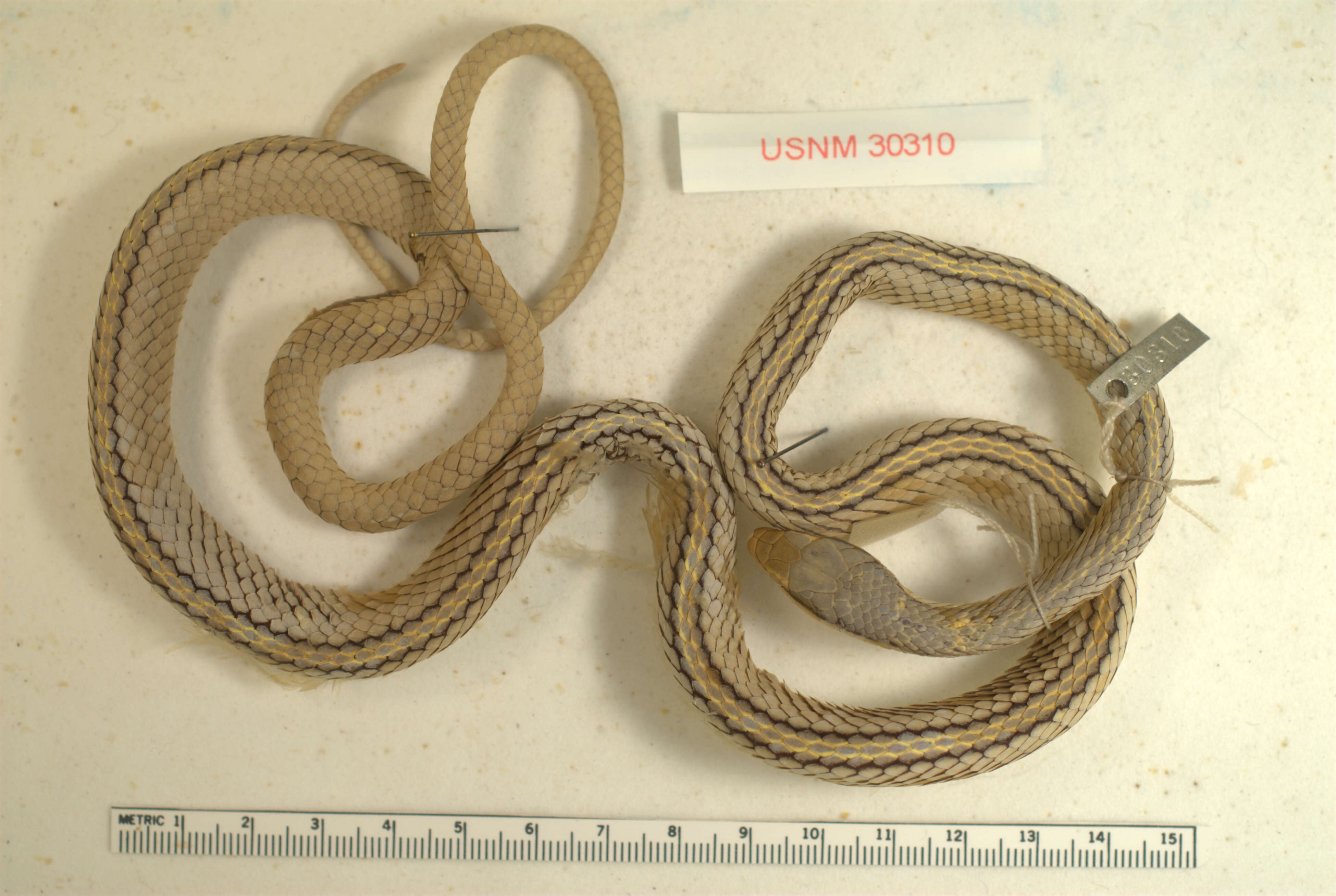 Image of Mexican White-lipped Snake