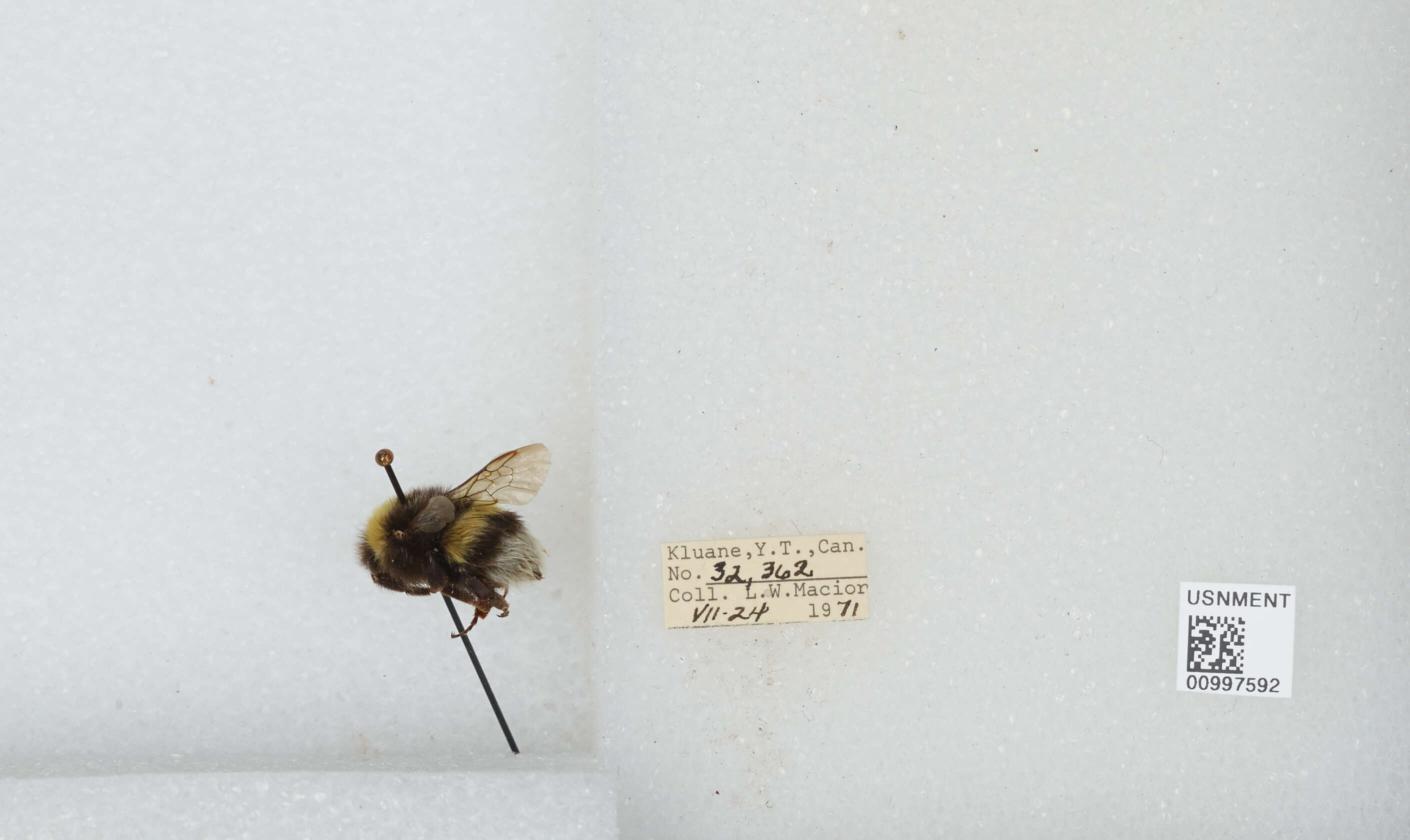 Image of White-tailed bumblebee