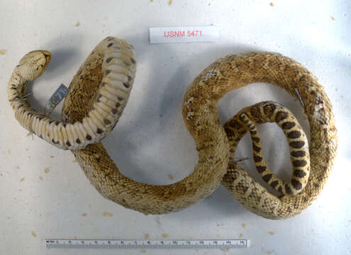 Image of Bullsnake