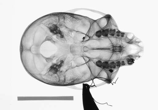 Plancia ëd Cercopithecus cephus cephodes Pocock 1907