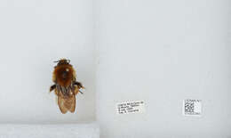 Image of Bombus ephippiatus Say 1837