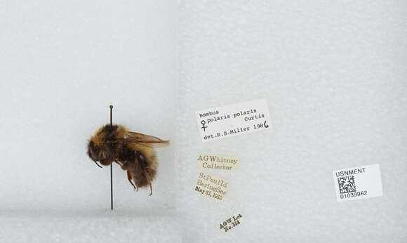 Image of Polar Bumble Bee