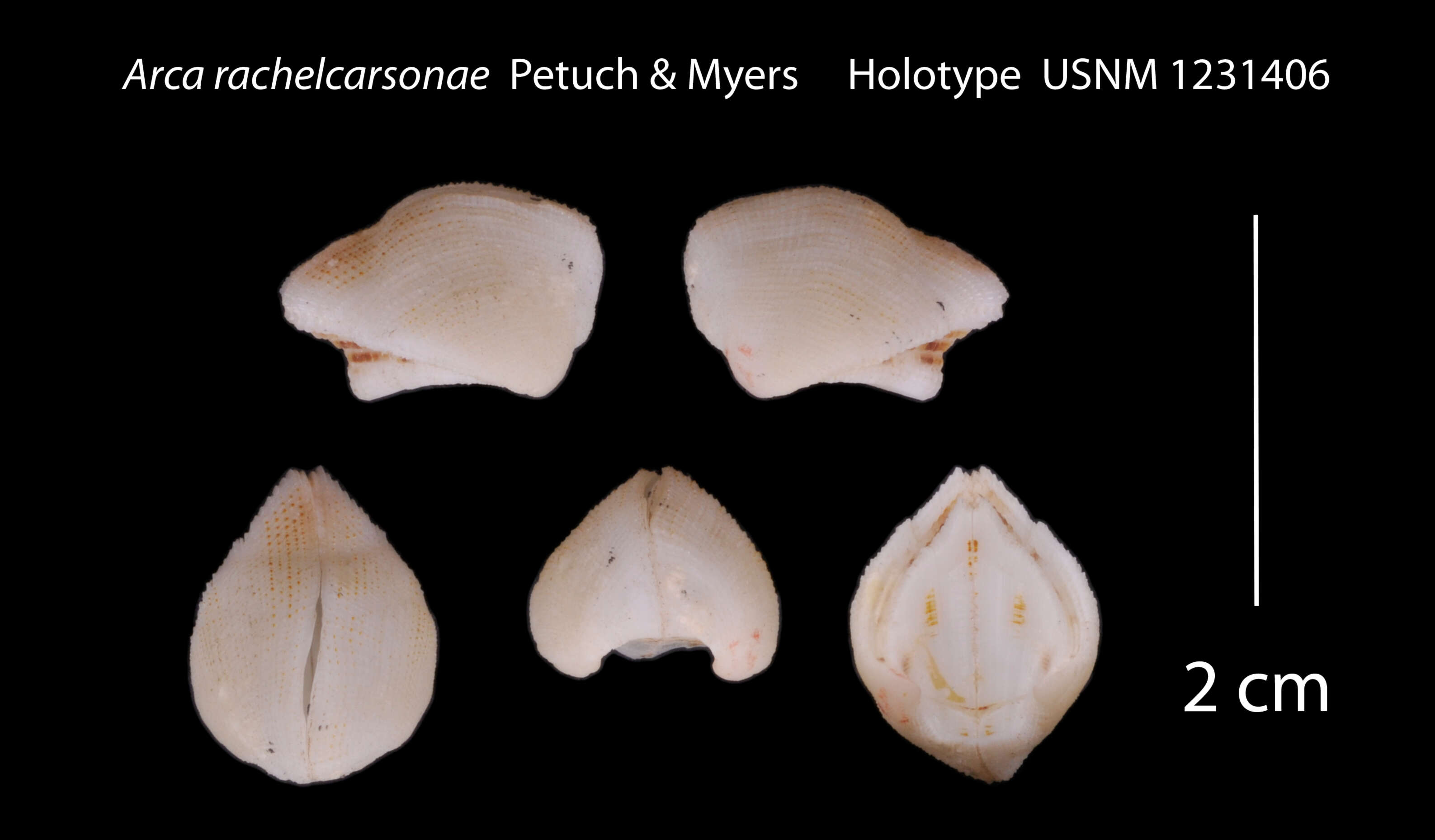 Image of Arca rachelcarsonae Petuch & R. F. Myers 2014