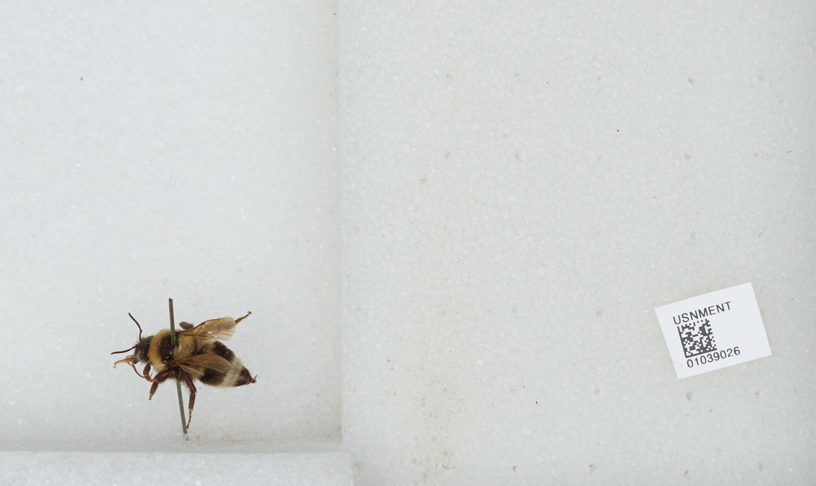 Image of Large garden bumblebee