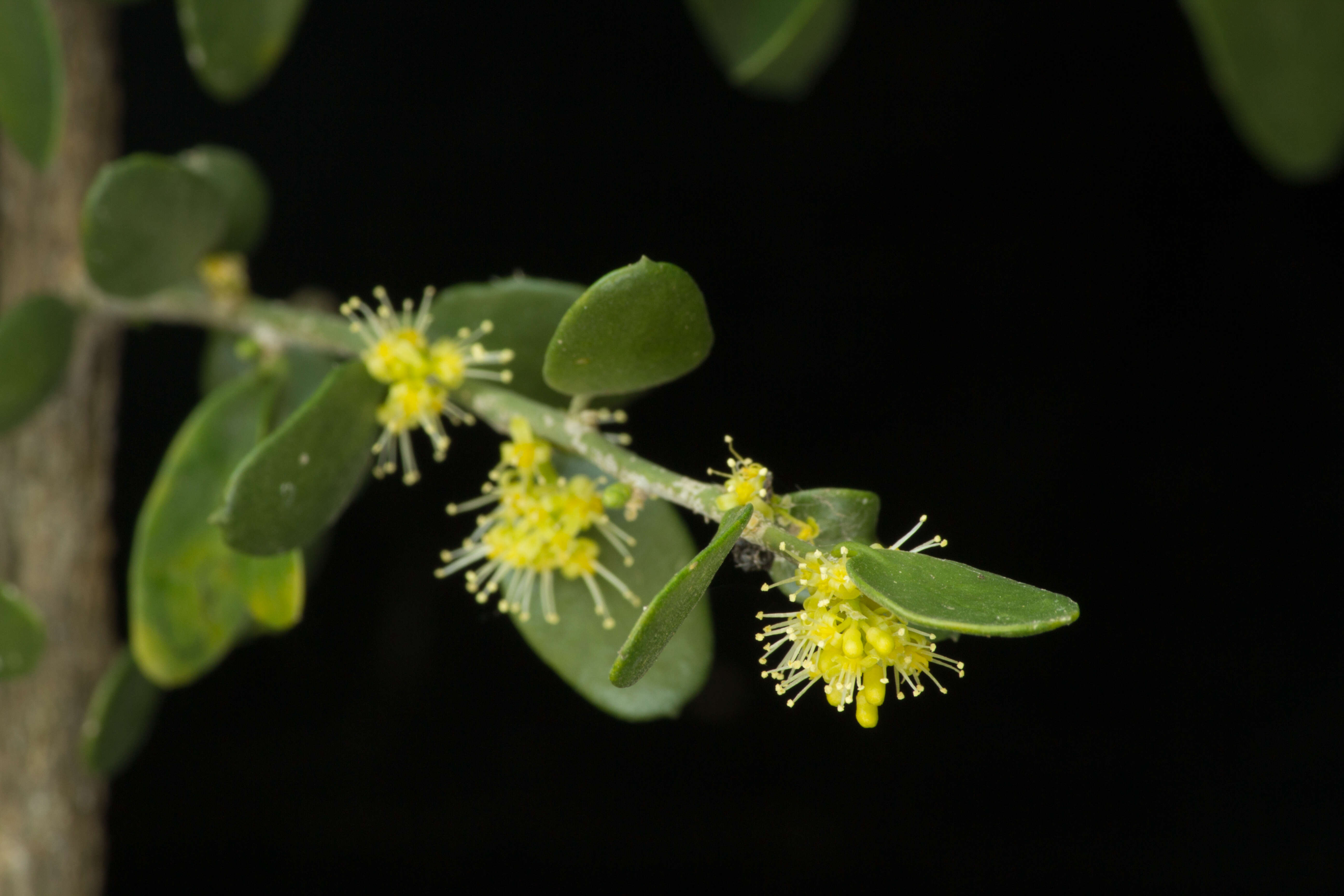 Image of Agonandra racemosa (DC.) Standl.