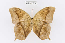 Charaxes fulvescens (Aurivillius 1891)的圖片