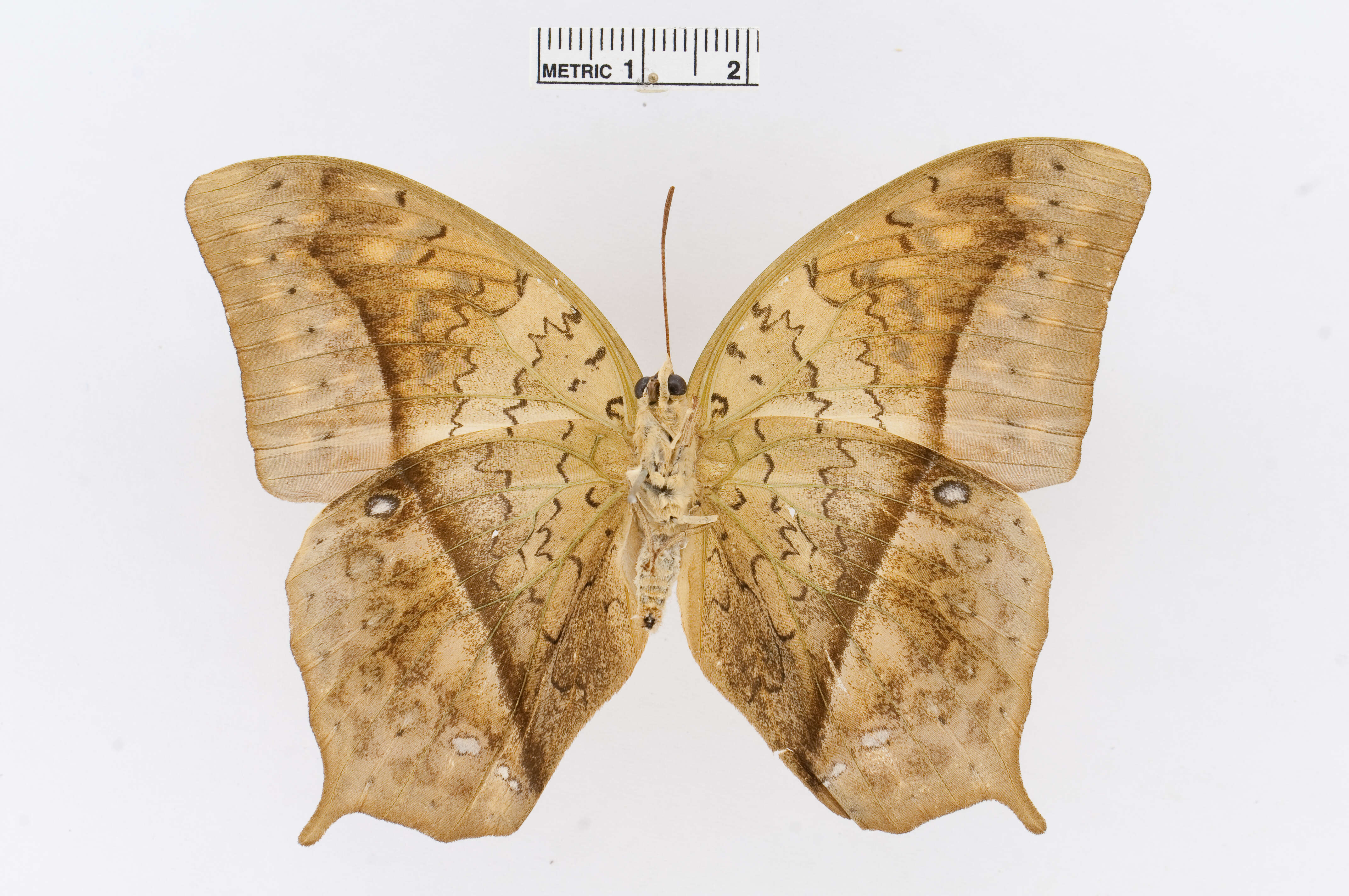 Charaxes fulvescens (Aurivillius 1891)的圖片