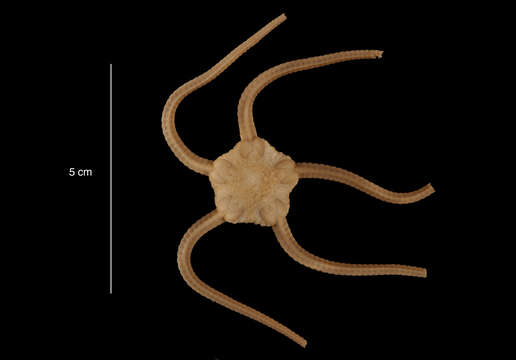 Ophiuroglypha carinifera (Koehler 1901) resmi