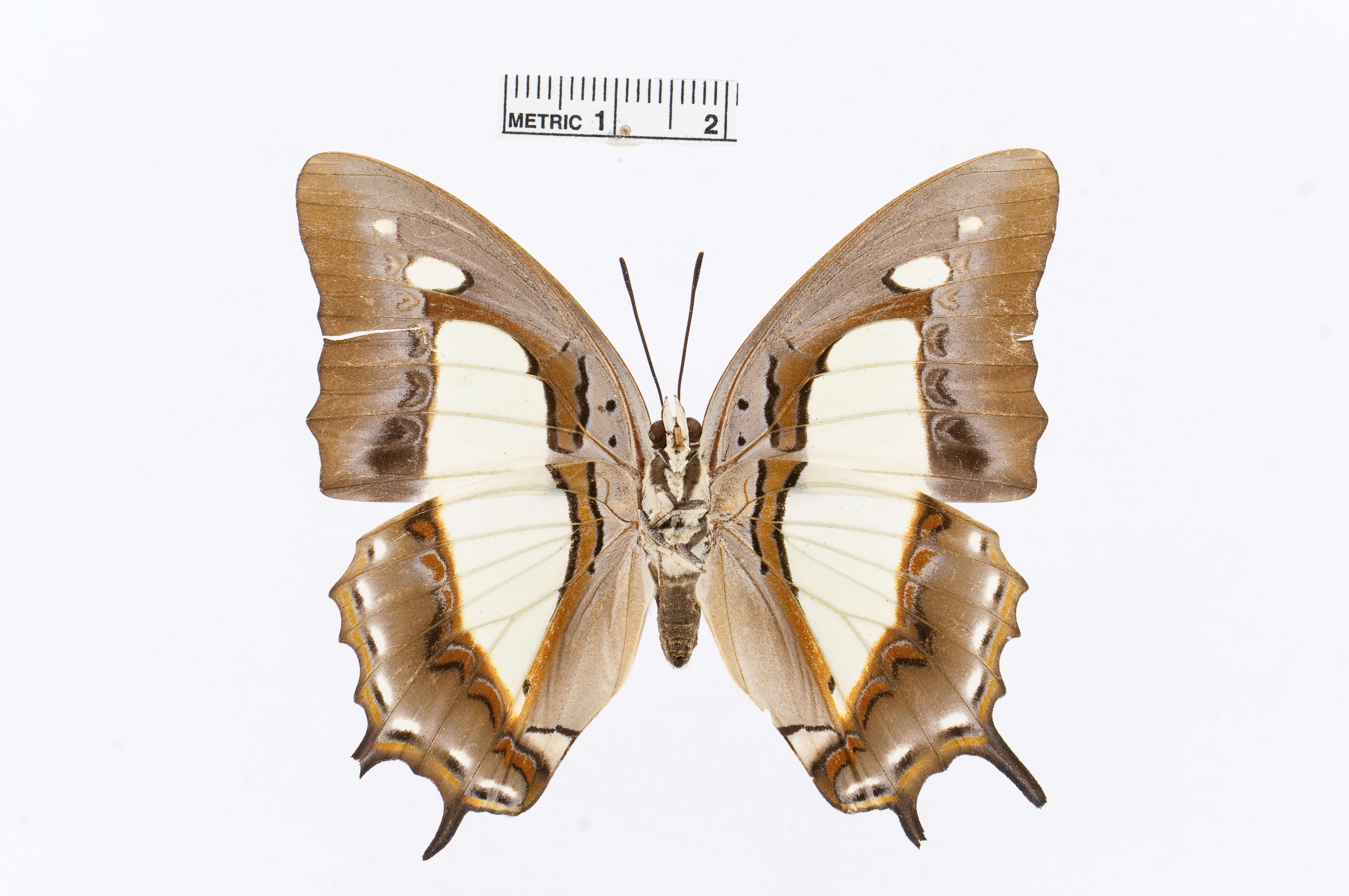 Image of Polyura athamas Drury 1773