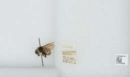 Image of Bombus patagiatus Nylander 1848