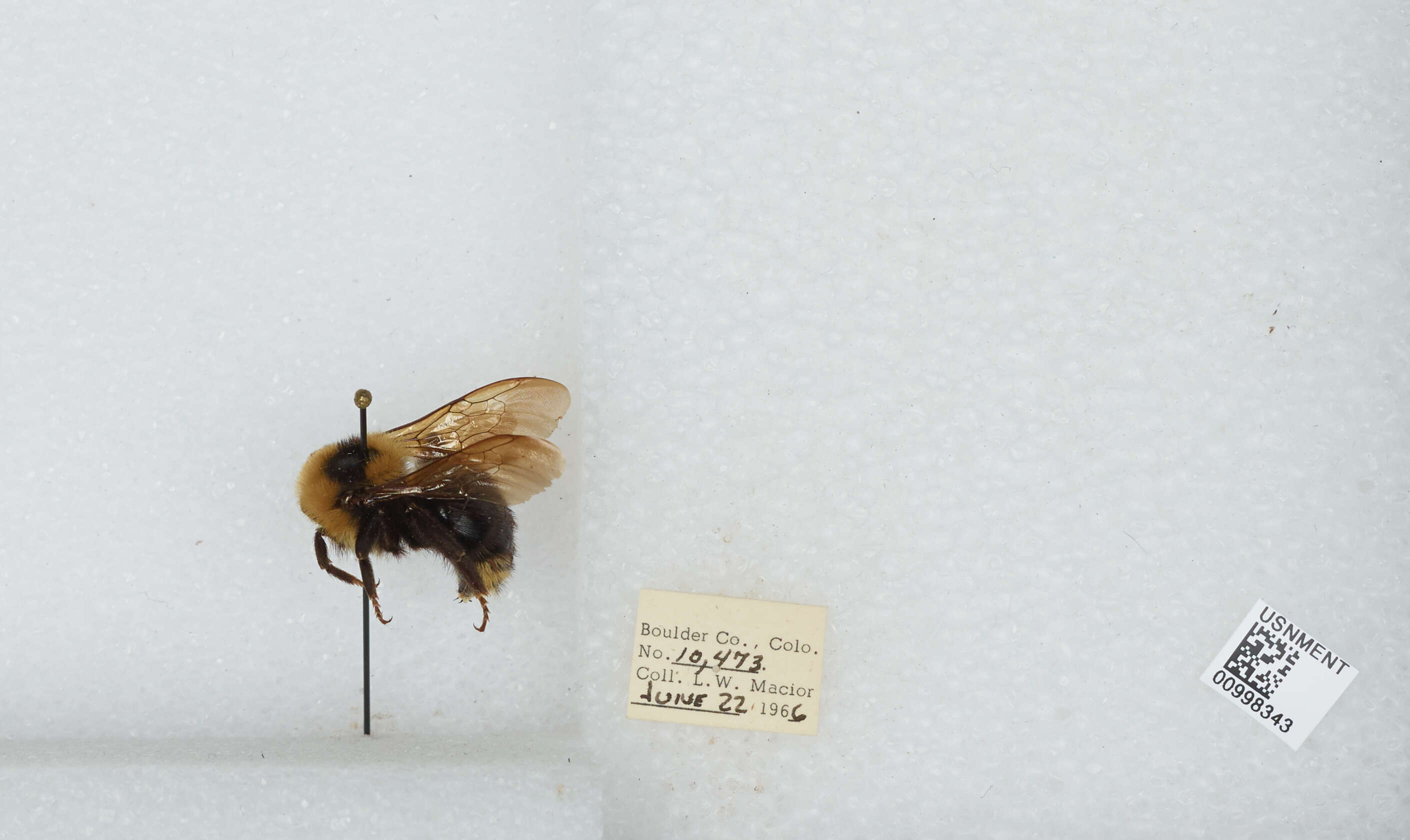 Image de Bombus insularis (Smith 1861)