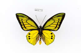 Слика од Ornithoptera goliath Oberthür 1888