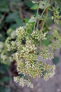 Image of hemp vine