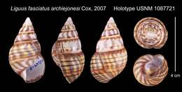 Liguus fasciatus (O. F. Müller 1774) resmi