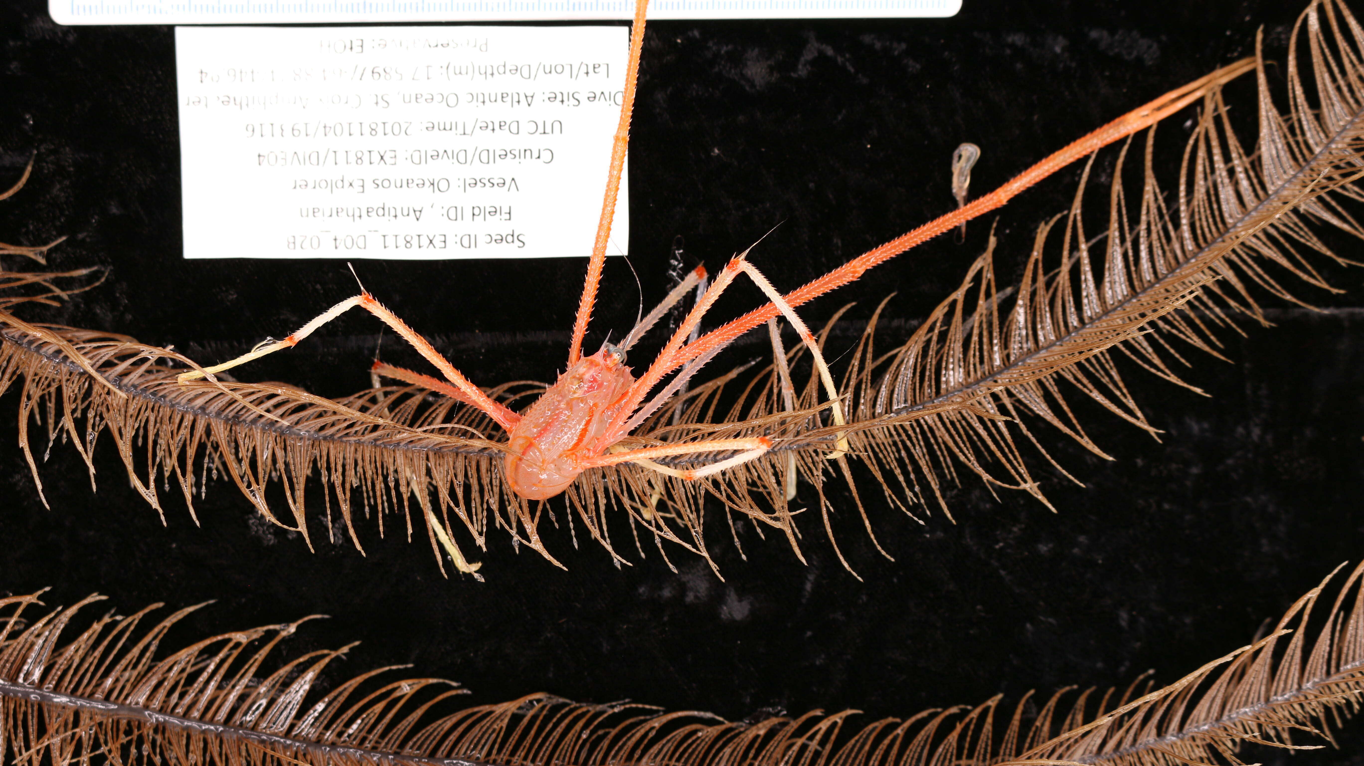 Image of Four-stick Black Coral