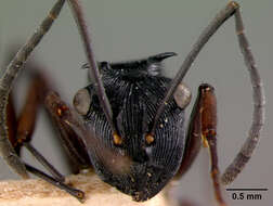 Image de Polyrhachis santschii Mann 1919