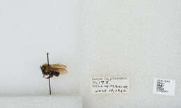 صورة Bombus bimaculatus Cresson 1864