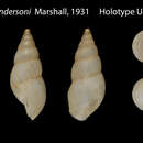 Imagem de <i>Bulimulus hendersoni</i> Marshall