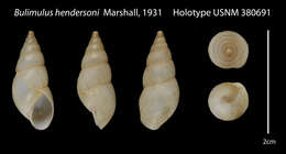 Imagem de <i>Bulimulus hendersoni</i> Marshall