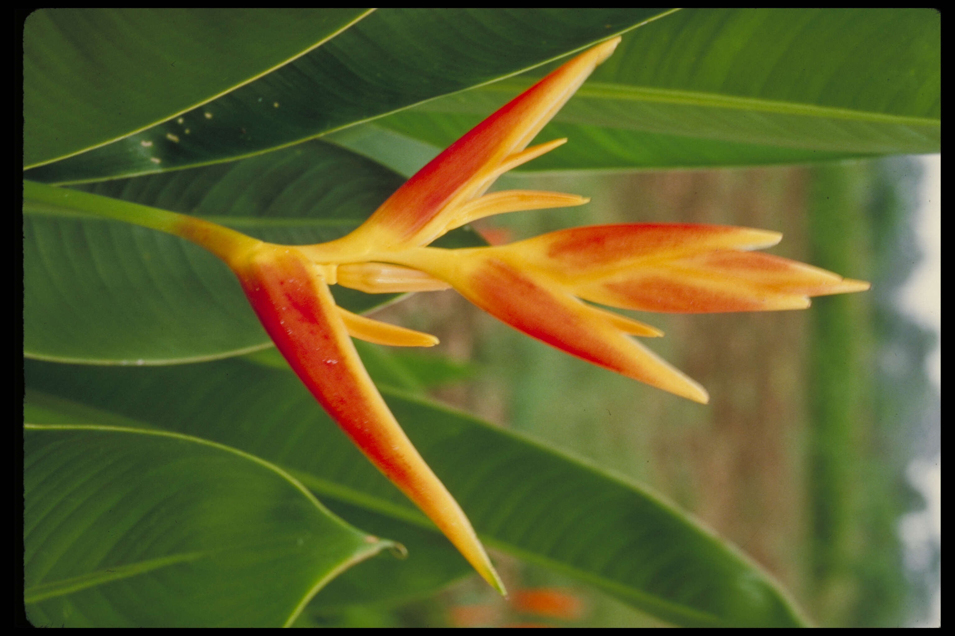 Image of Heliconia nickeriensis Maas & de Rooij