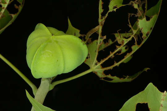 Image of Jatropha alamanii Müll. Arg.