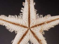 Image of Astropecten marginatus Gray 1840