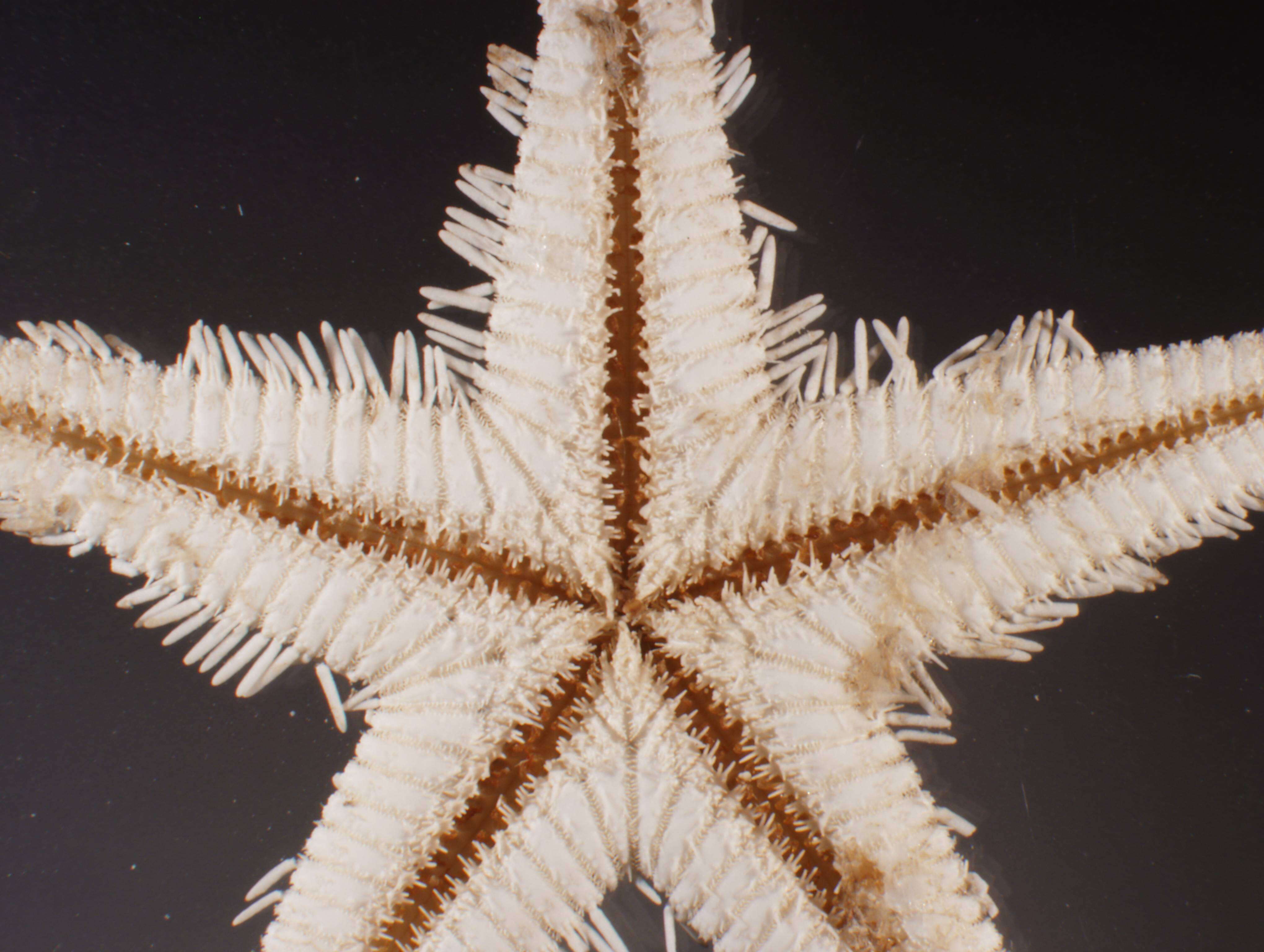 Image of Astropecten marginatus Gray 1840