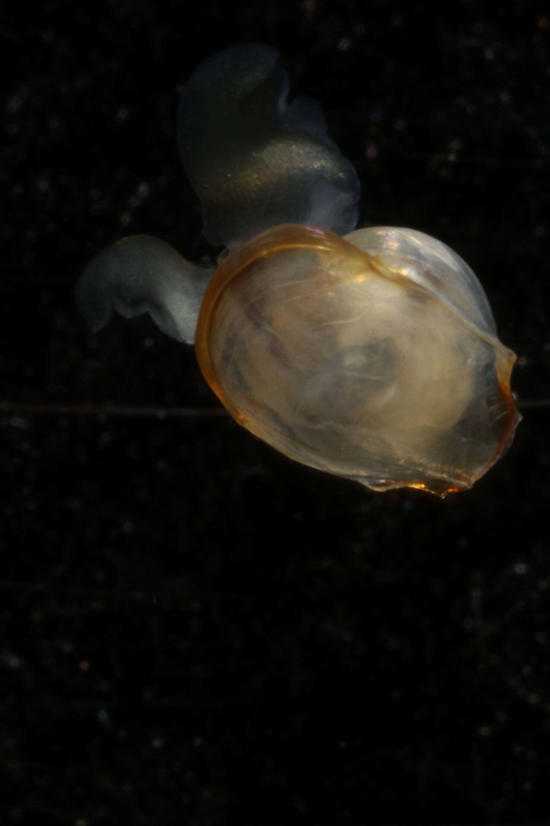 Image of Telodiacria Rampal 2019