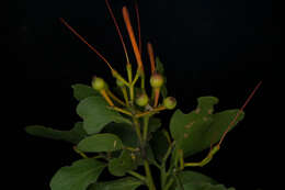 Image of Psittacanthus calyculatus (DC.) G. Don