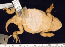 Image of Greater Short-horned Lizard