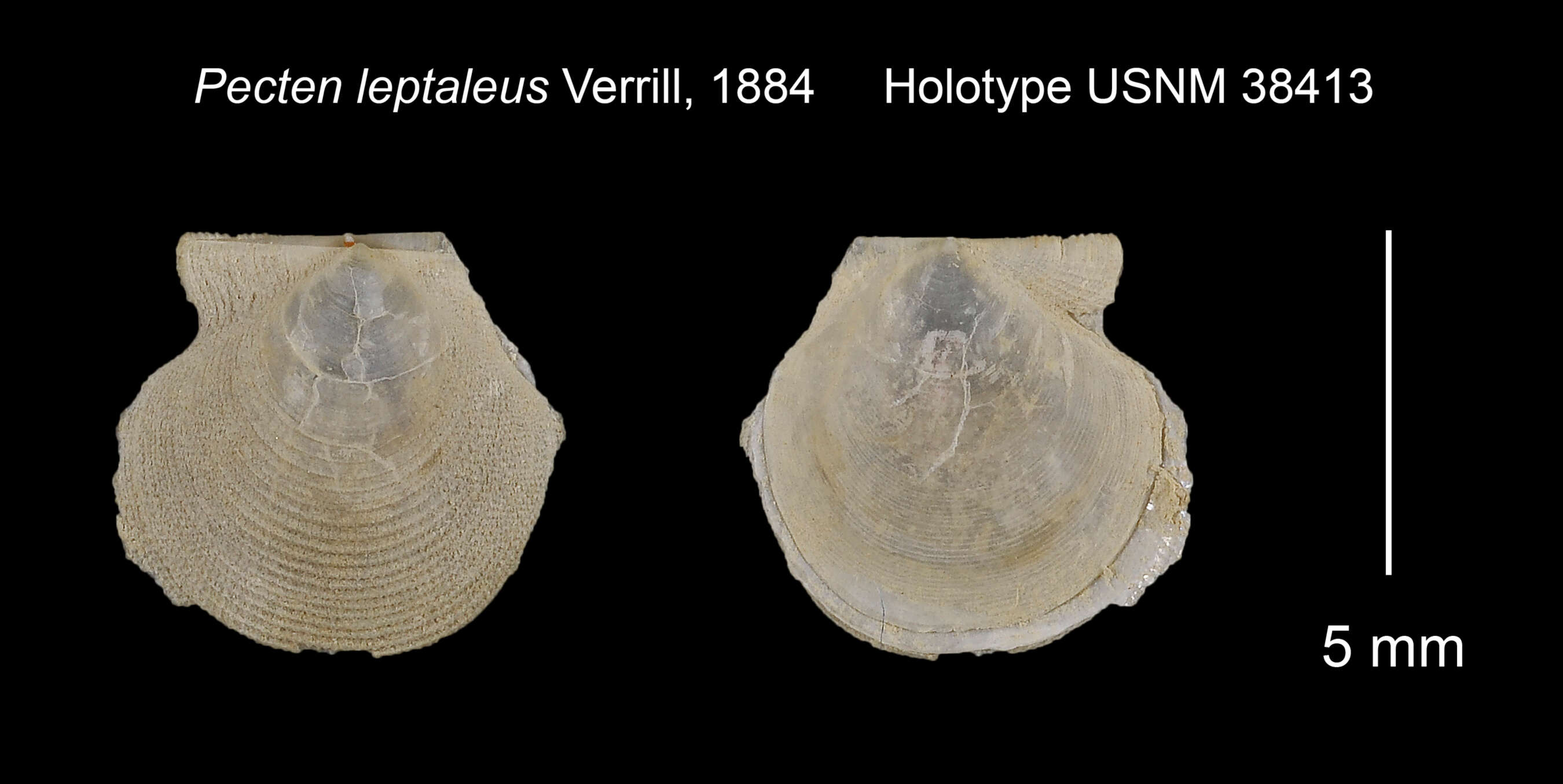 Image of Cyclopecten leptaleus (A. E. Verrill 1884)